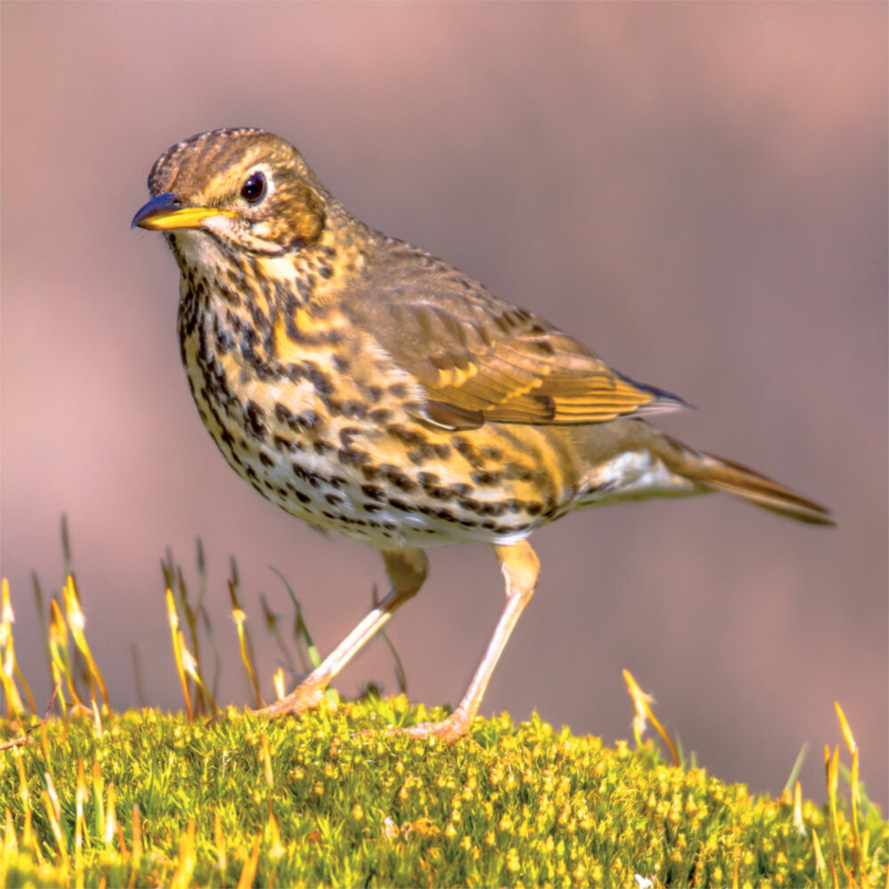 Weitere Ansicht: Birds in our Garden 2023
