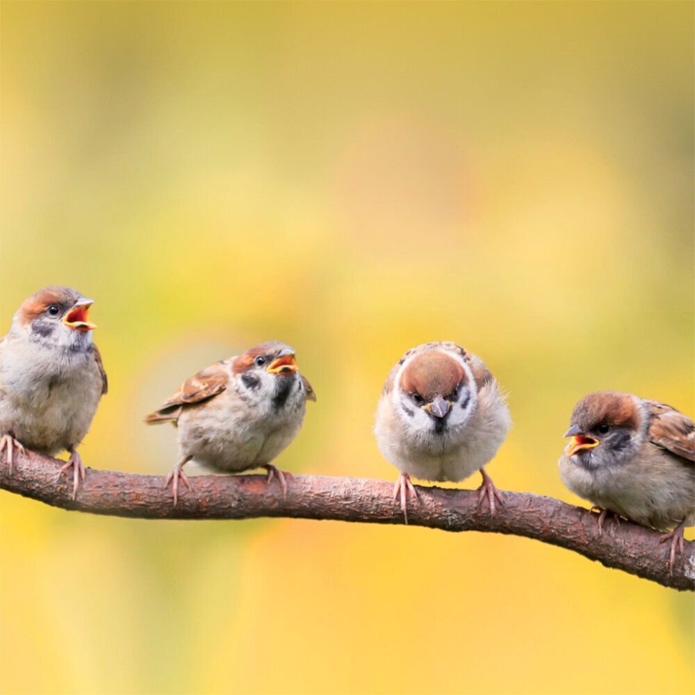 Weitere Ansicht: Birds in our Garden 2023