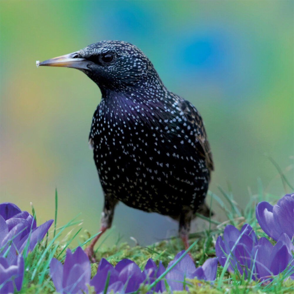 Weitere Ansicht: Birds in our Garden 2023
