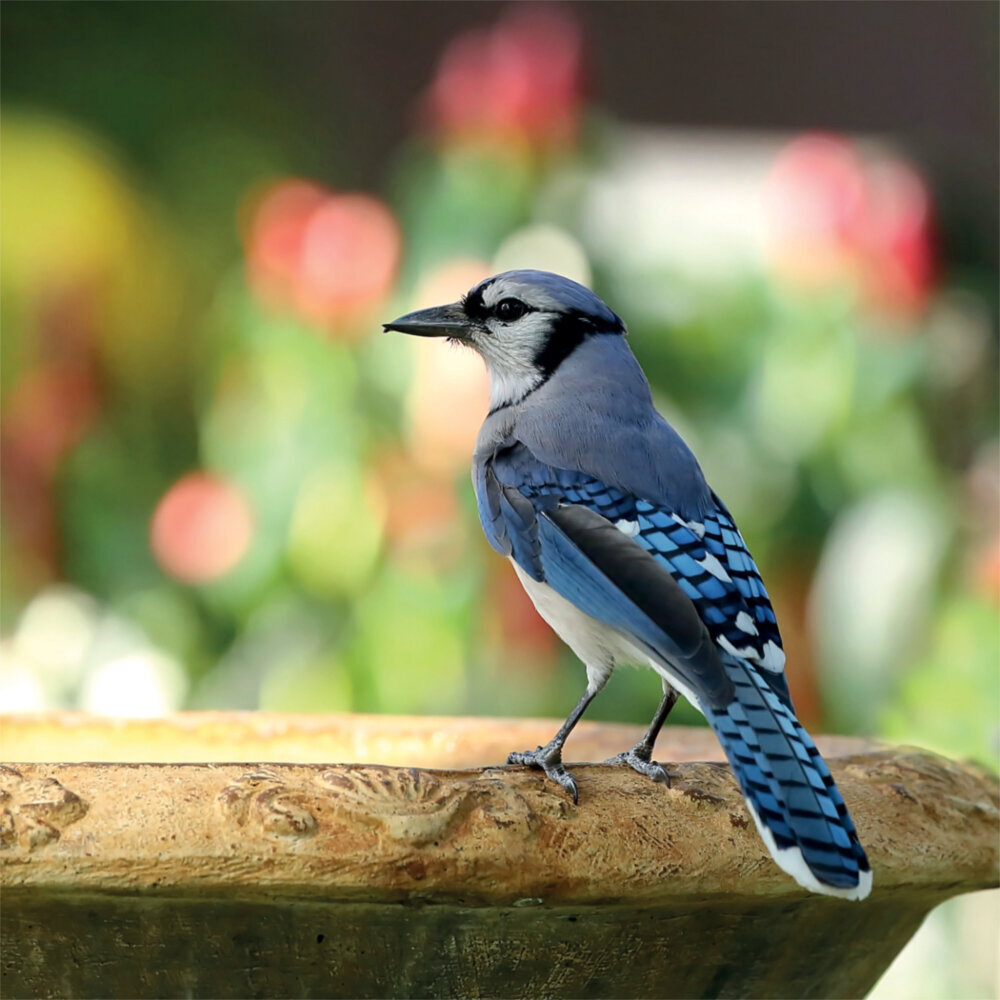 Weitere Ansicht: Birds in our Garden 2023