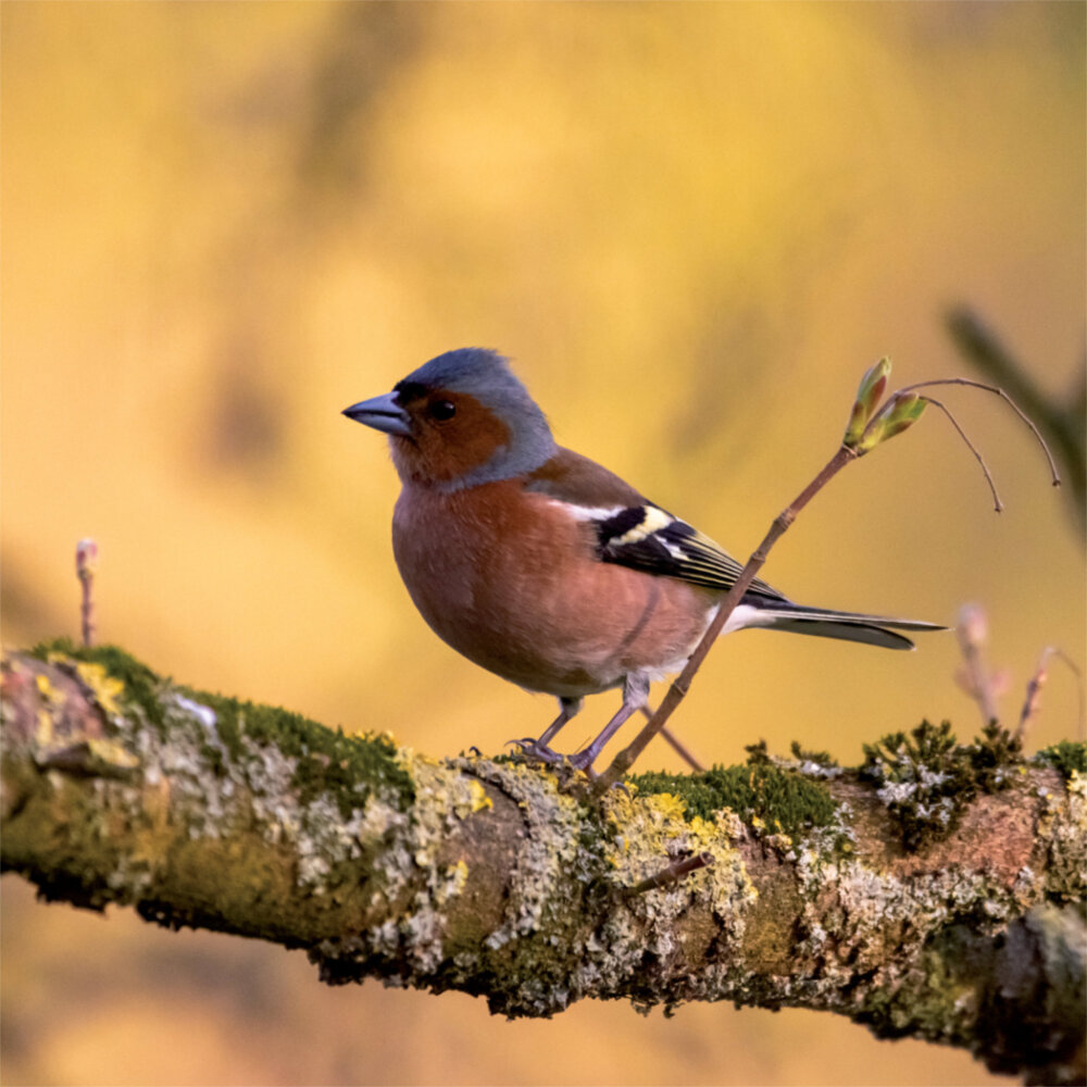 Weitere Ansicht: Birds in our Garden 2023