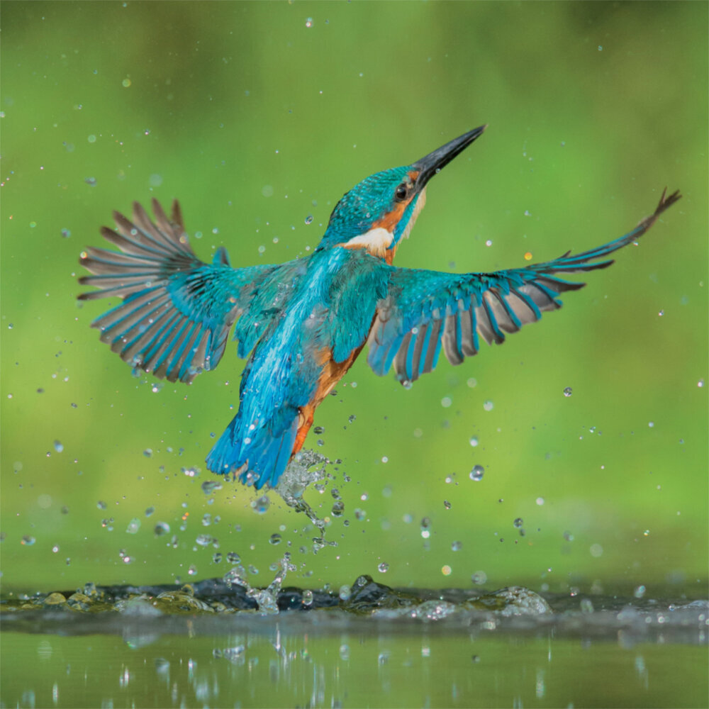 Weitere Ansicht: Birds in our Garden 2023
