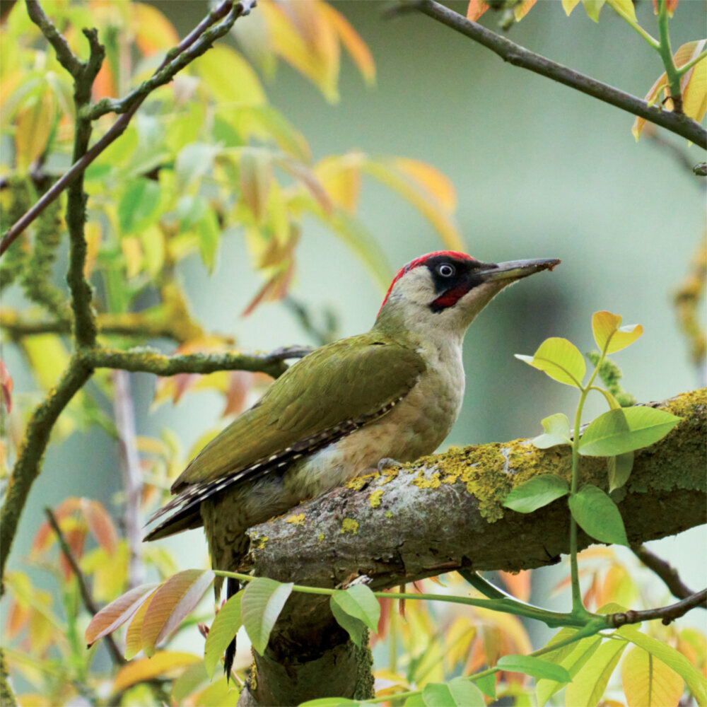 Weitere Ansicht: Birds in our Garden 2023