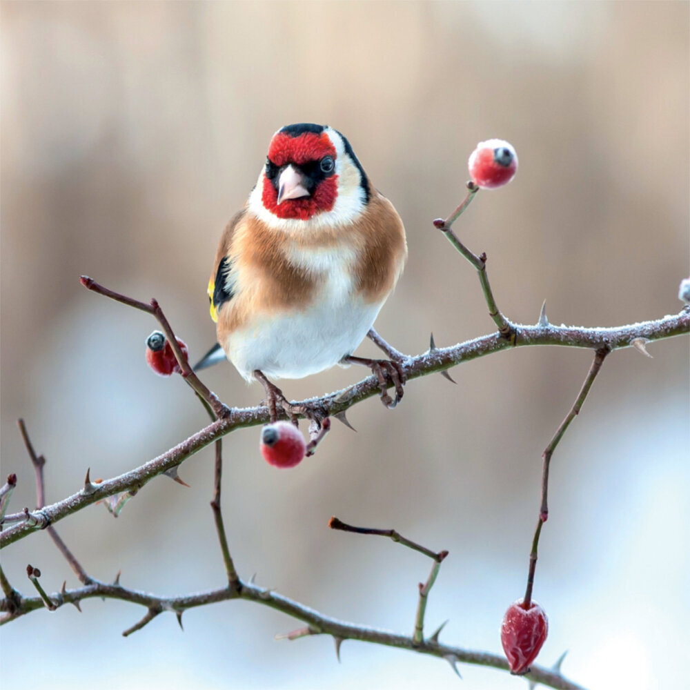 Weitere Ansicht: Birds in our Garden 2023