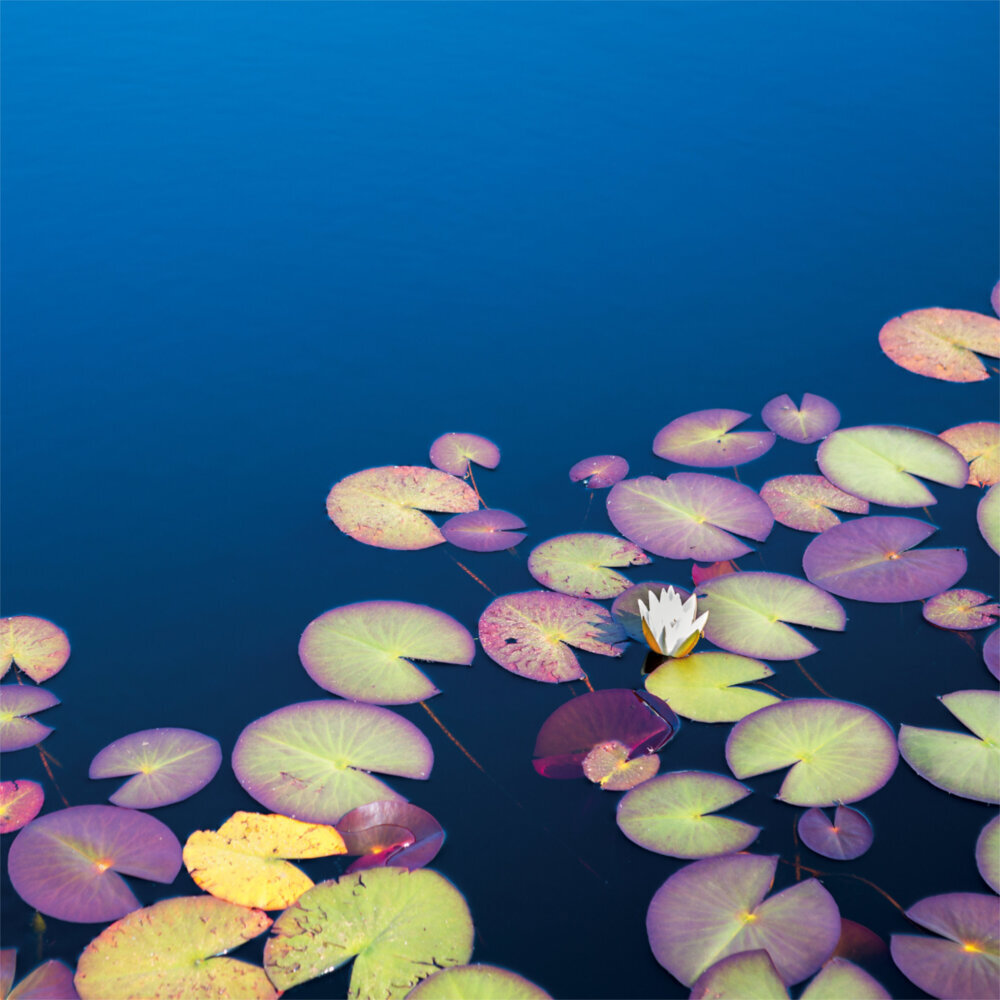Weitere Ansicht: Zen Nature 2023