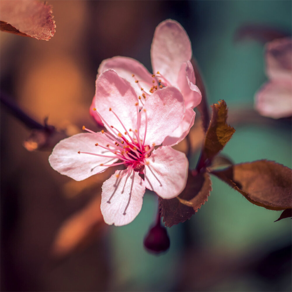 Weitere Ansicht: Zen Nature 2023