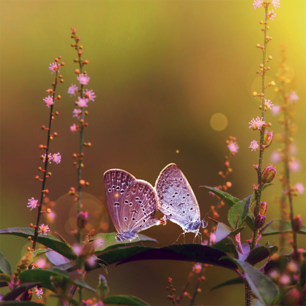 Weitere Ansicht: Zen Nature 2023