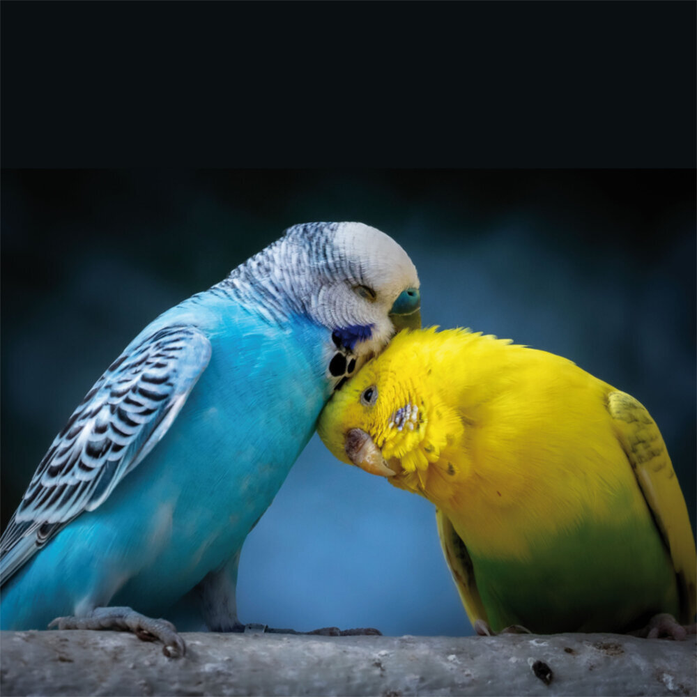 Weitere Ansicht: Little Friends/Kleine Freunde 2023