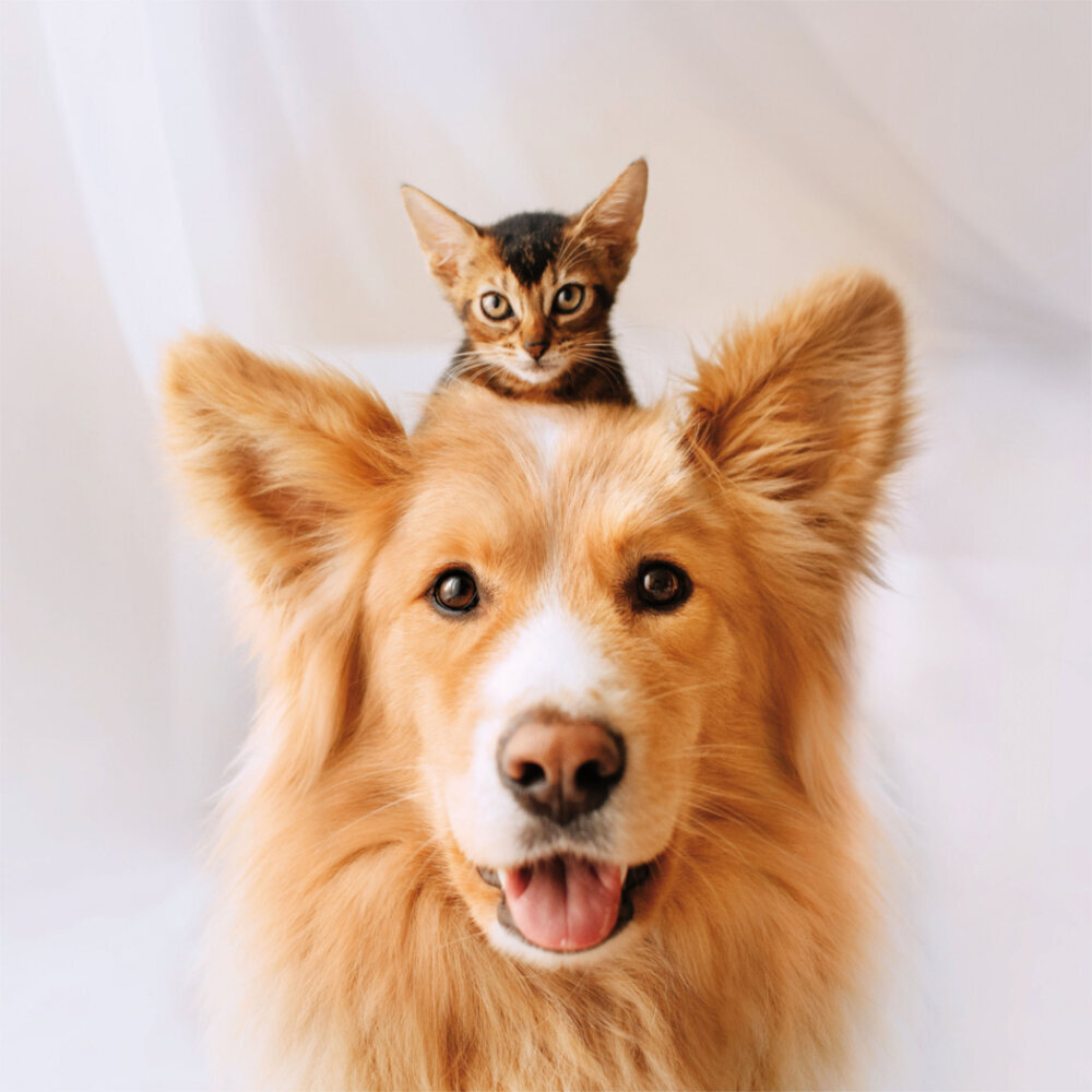 Weitere Ansicht: Little Friends/Kleine Freunde 2023