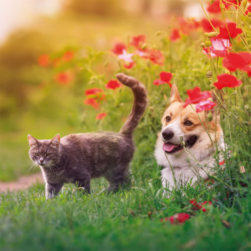 Weitere Ansicht: Little Friends/Kleine Freunde 2023