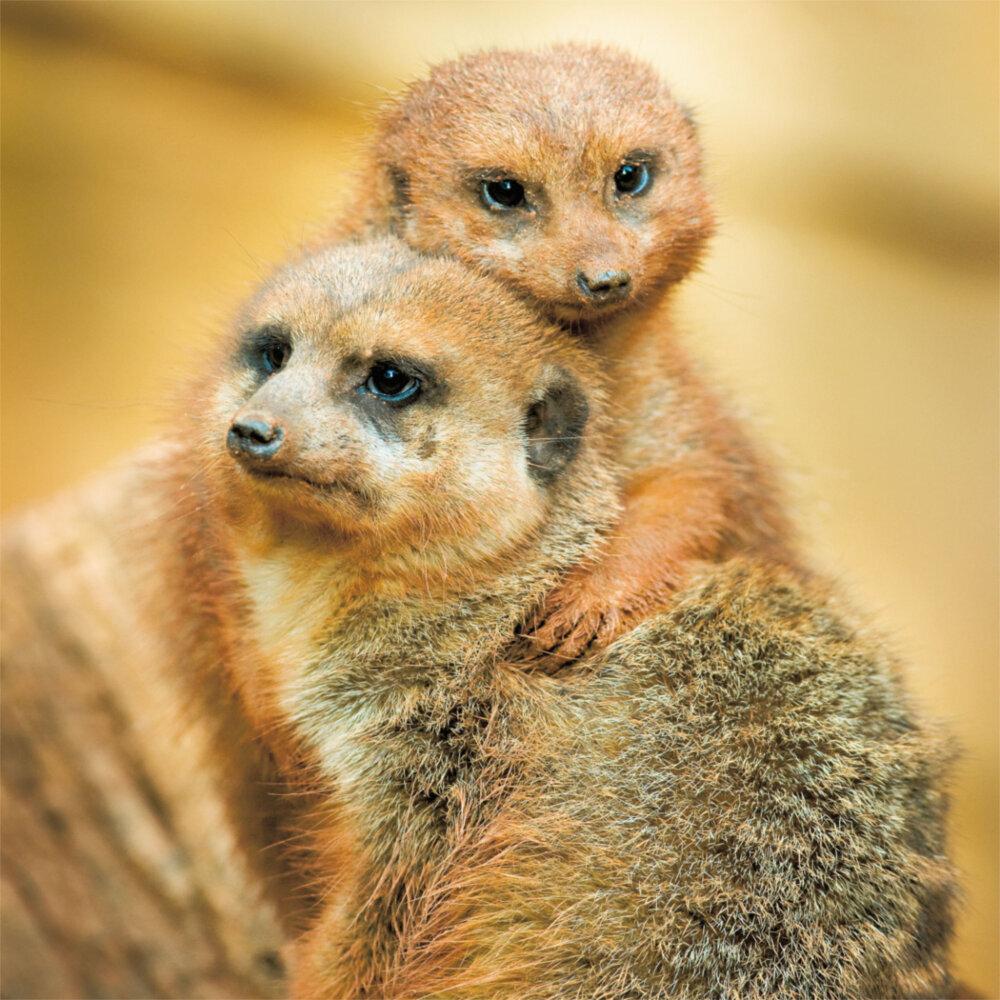 Weitere Ansicht: Little Friends/Kleine Freunde 2023