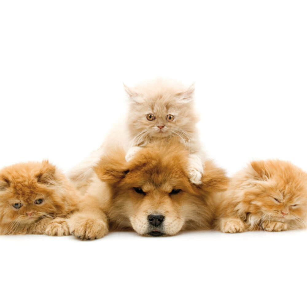 Weitere Ansicht: Little Friends/Kleine Freunde 2023