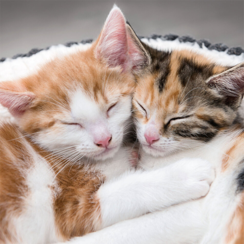 Weitere Ansicht: Little Friends/Kleine Freunde 2023