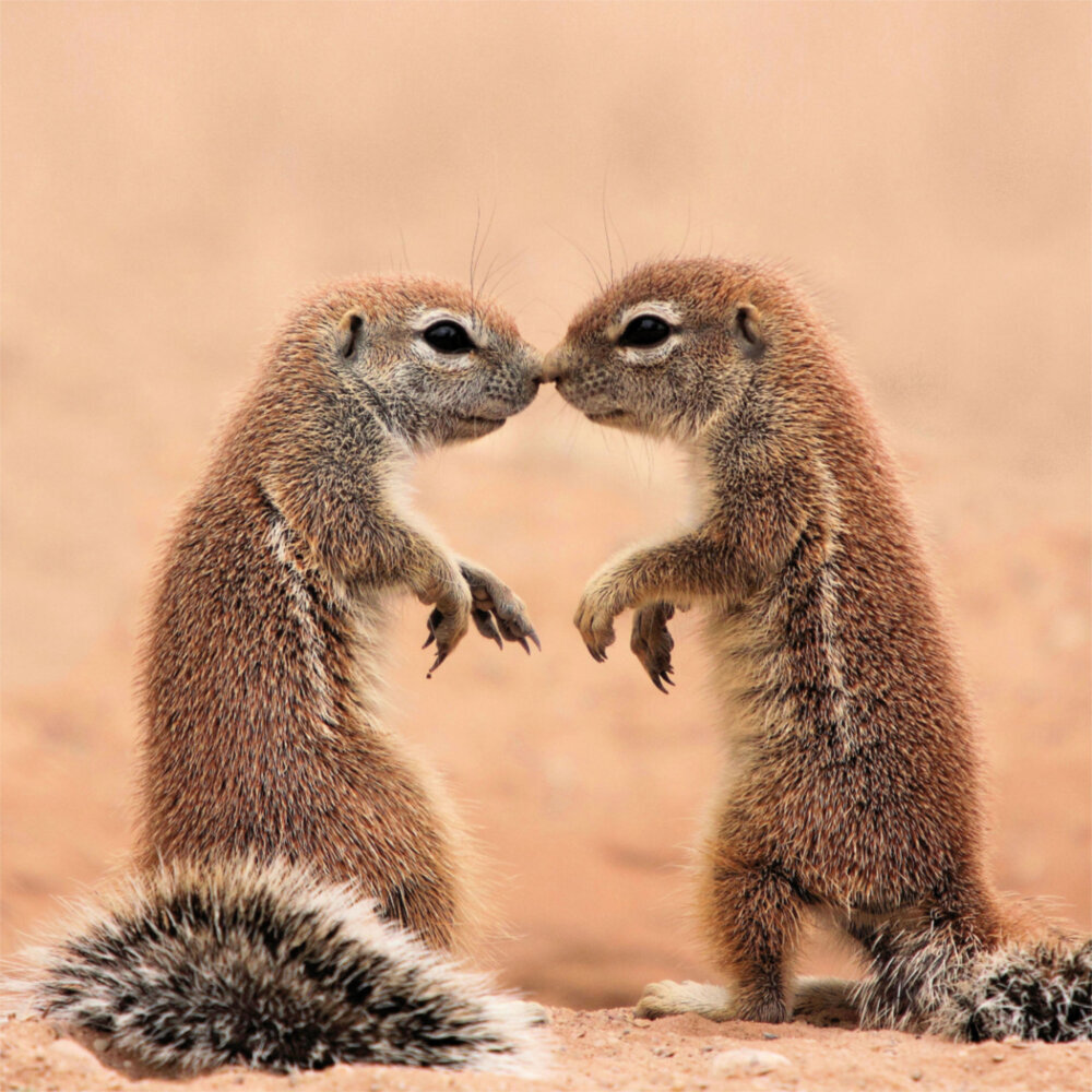 Weitere Ansicht: Little Friends/Kleine Freunde 2023