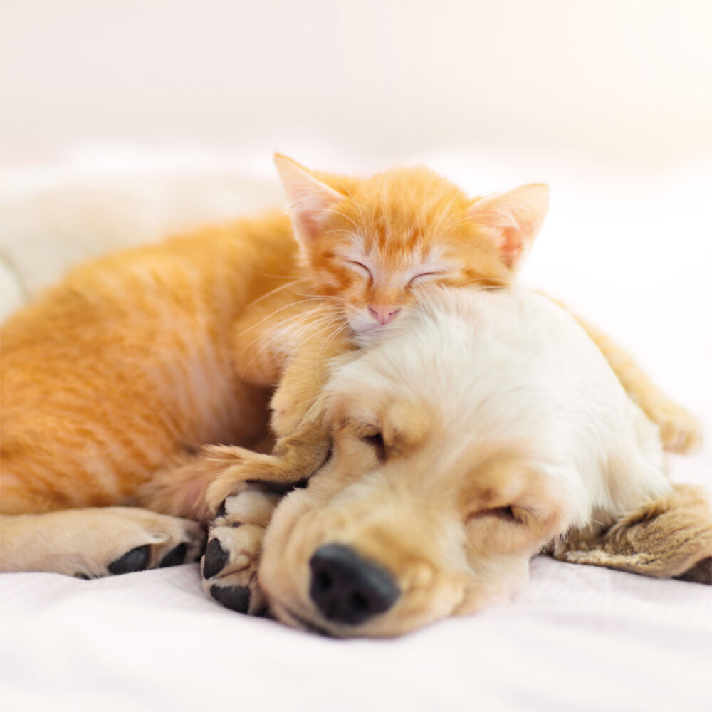 Weitere Ansicht: Little Friends/Kleine Freunde 2023