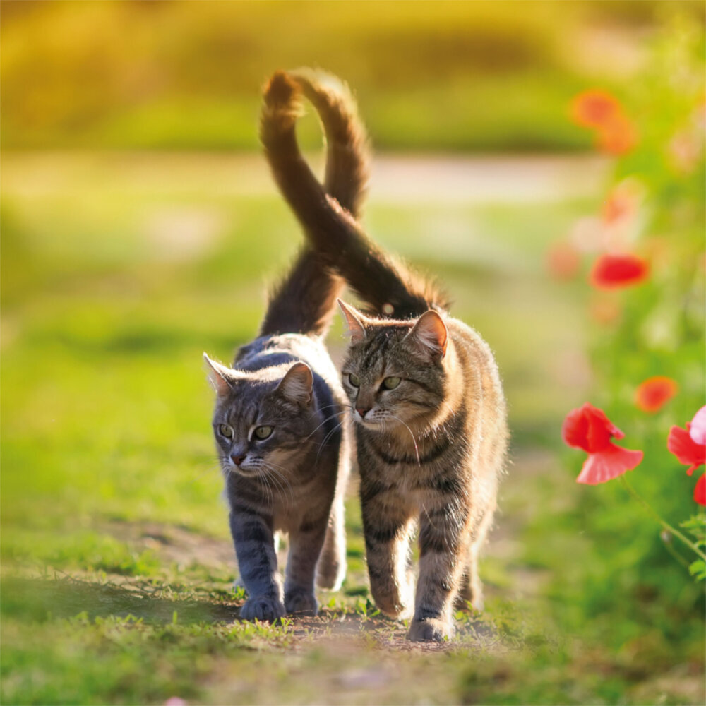 Weitere Ansicht: Little Friends/Kleine Freunde 2023