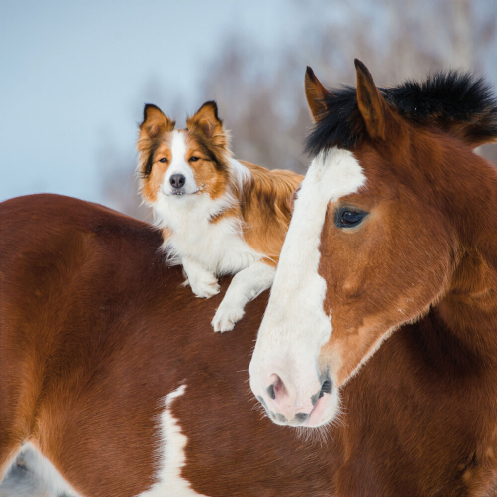 Weitere Ansicht: Little Friends/Kleine Freunde 2023
