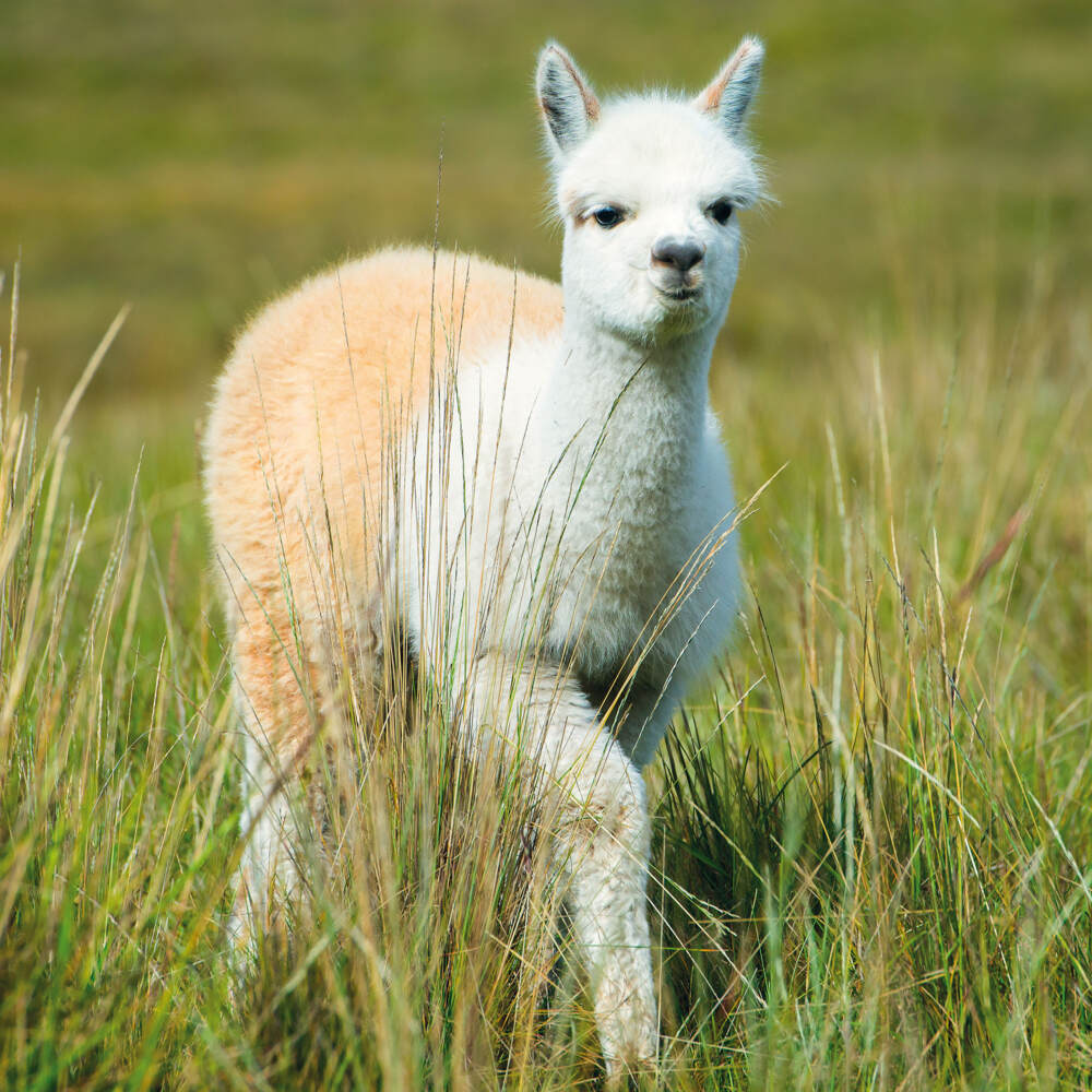 Weitere Ansicht: No Drama Llama 2023