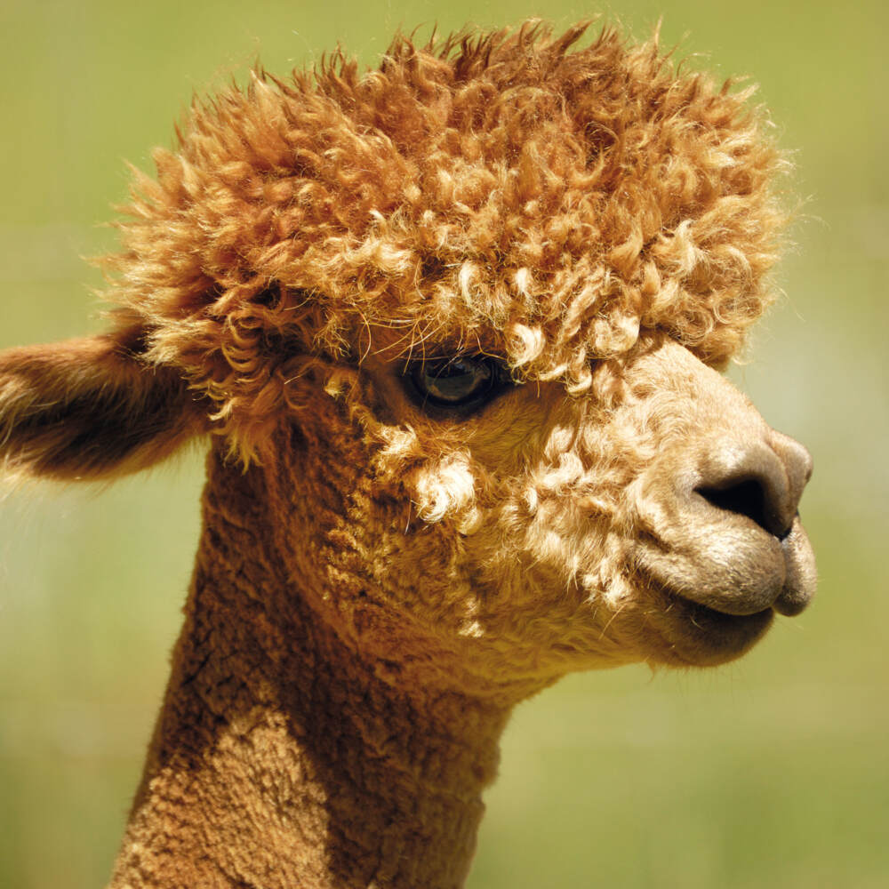 Weitere Ansicht: No Drama Llama 2023