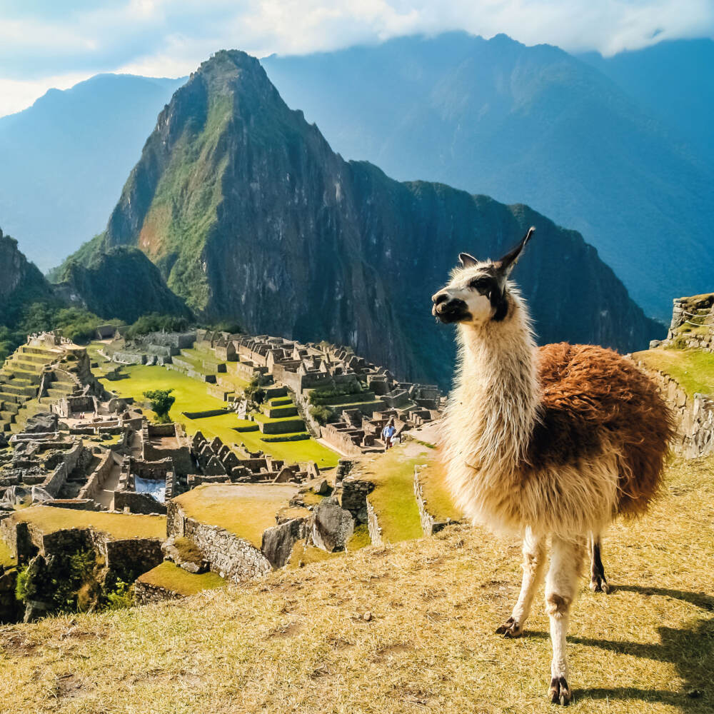 Weitere Ansicht: No Drama Llama 2023