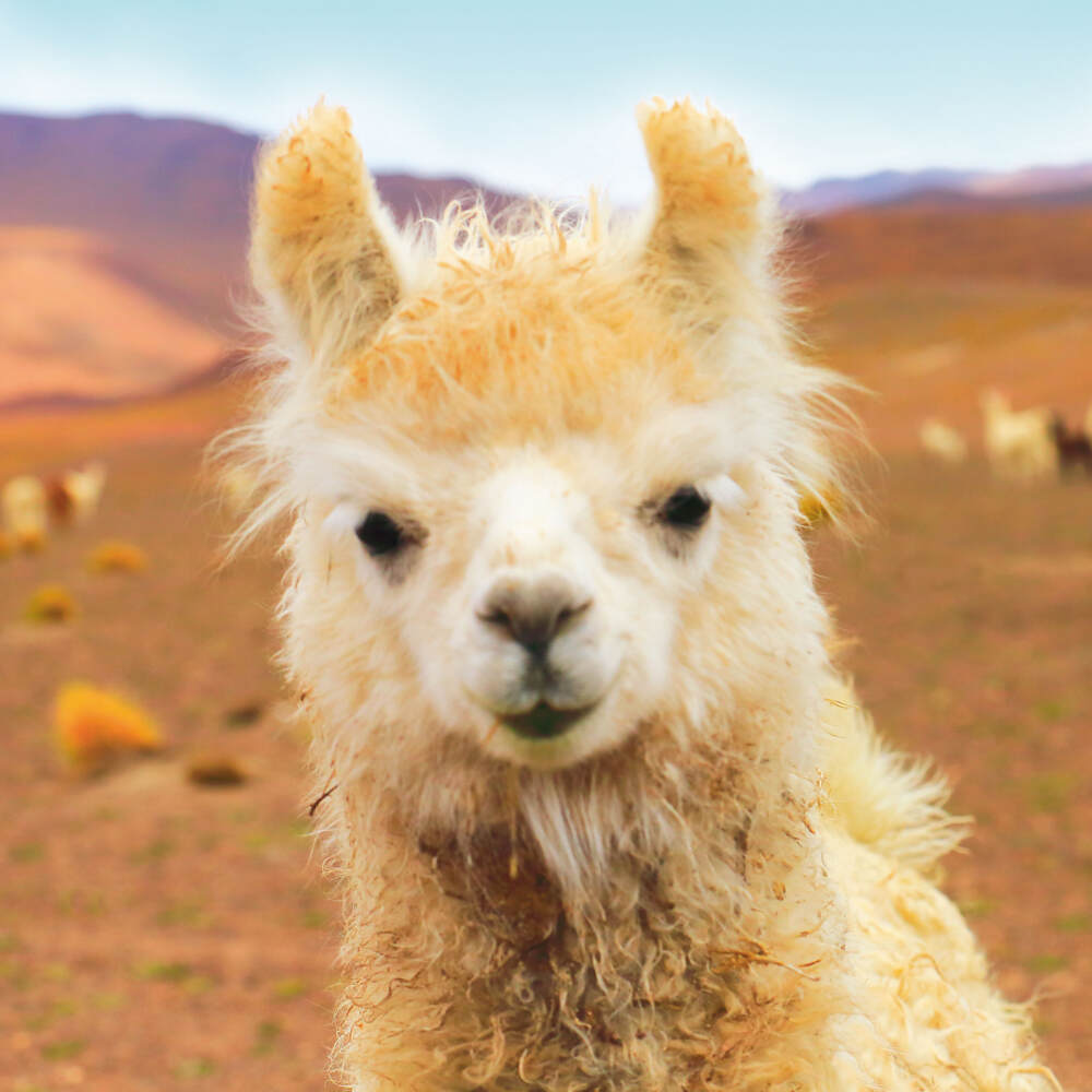Weitere Ansicht: No Drama Llama 2023