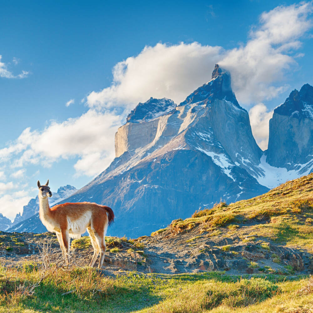 Weitere Ansicht: No Drama Llama 2023