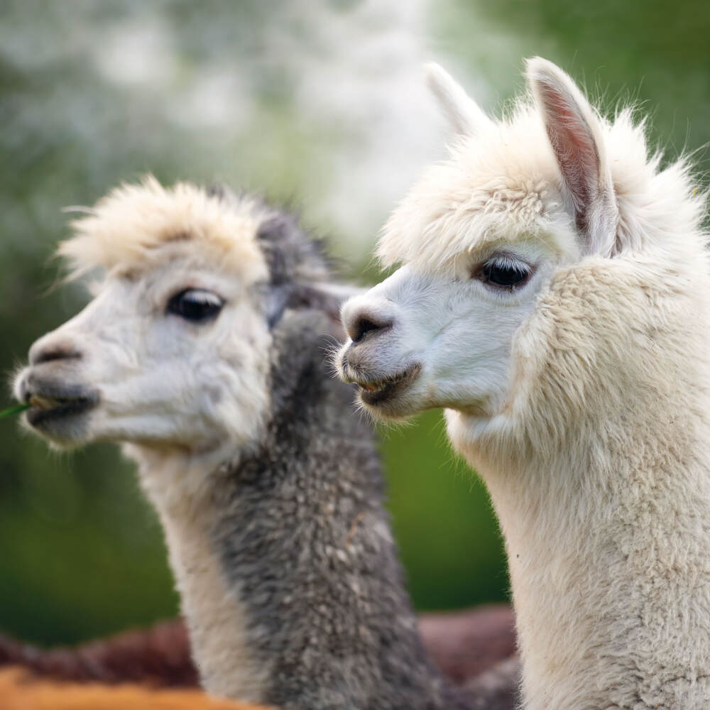 Weitere Ansicht: No Drama Llama 2023