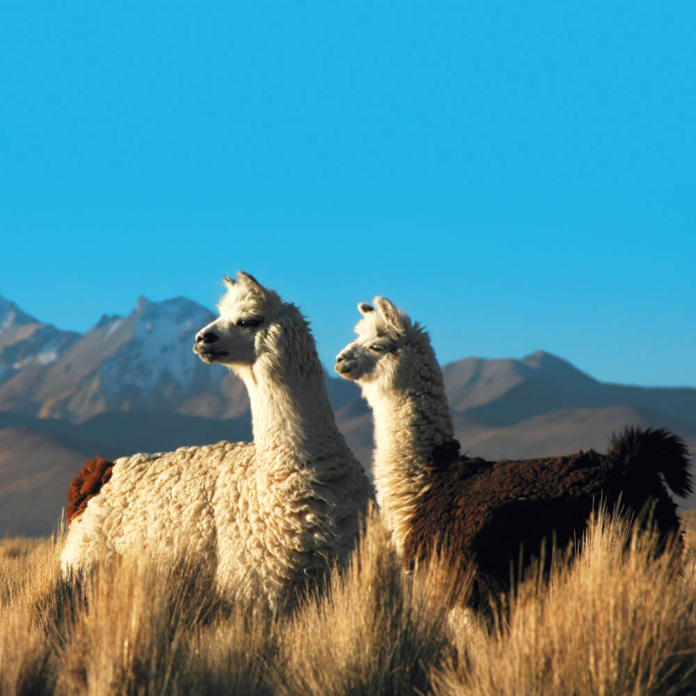 Weitere Ansicht: No Drama Llama 2023