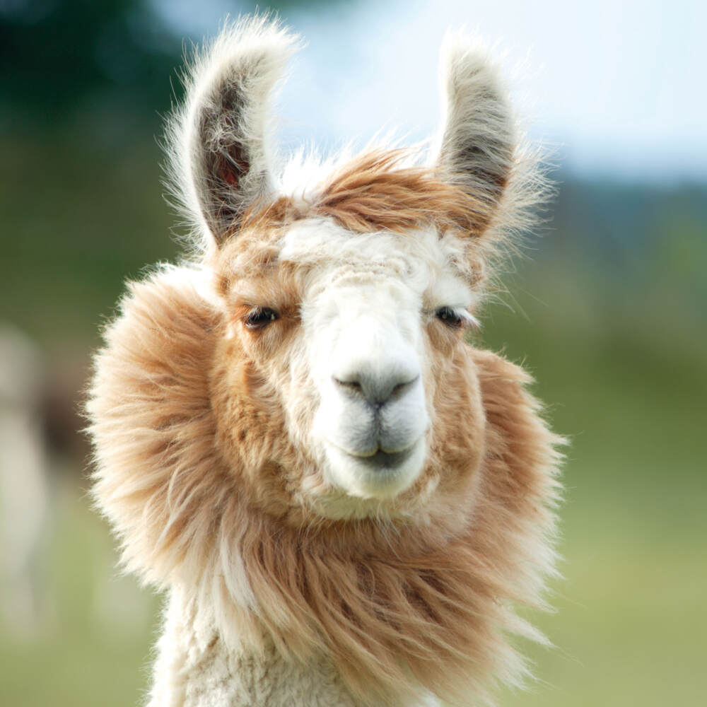 Weitere Ansicht: No Drama Llama 2023