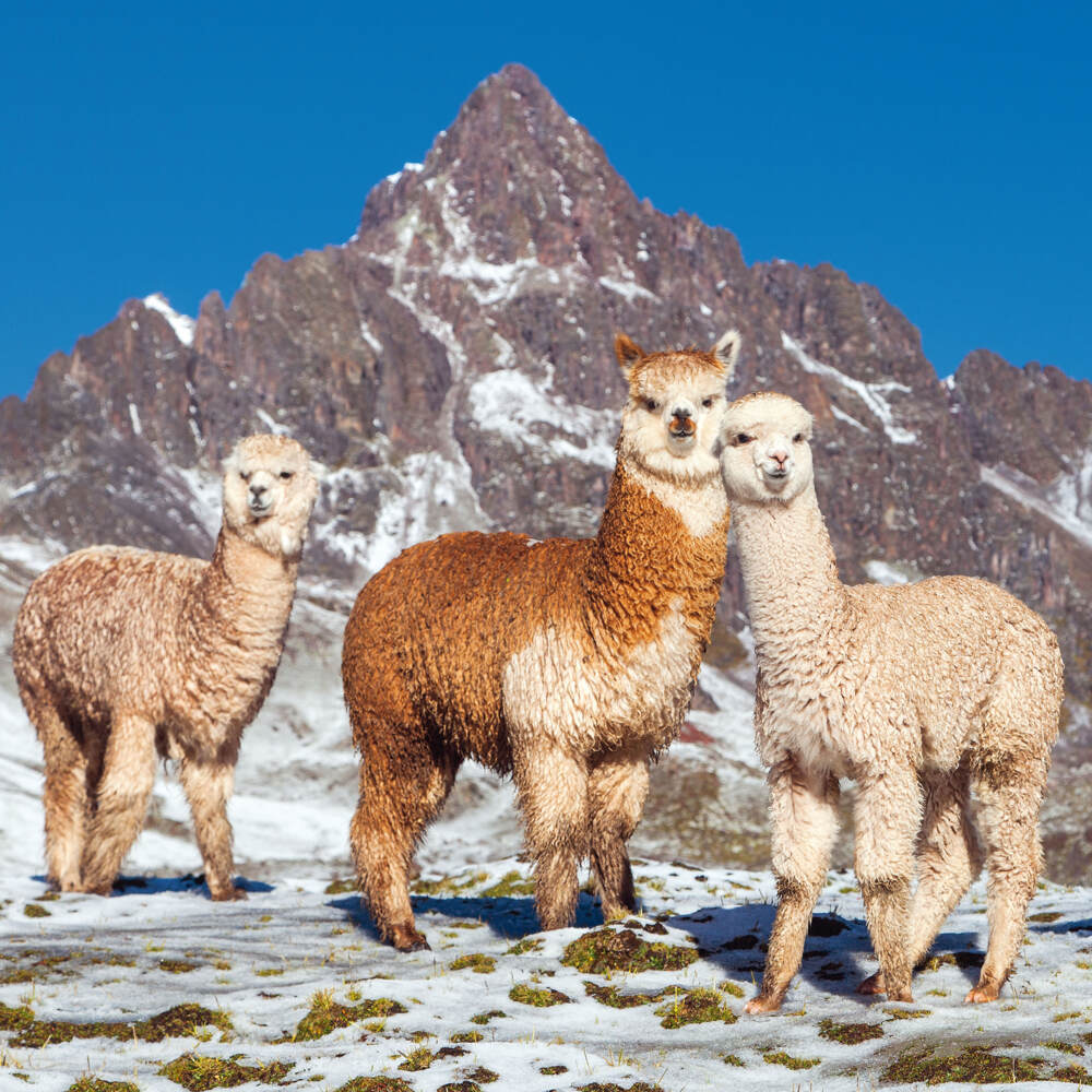 Weitere Ansicht: No Drama Llama 2023