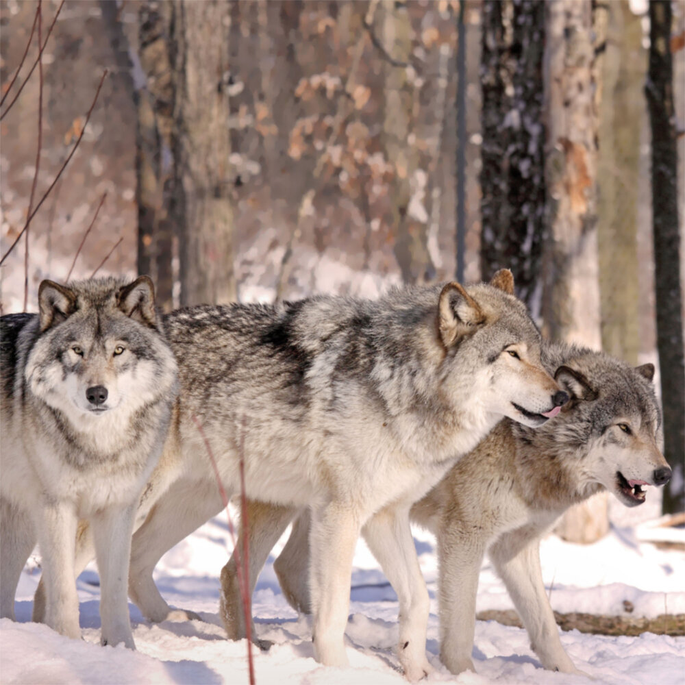 Weitere Ansicht: Wolves/Wölfe 2023