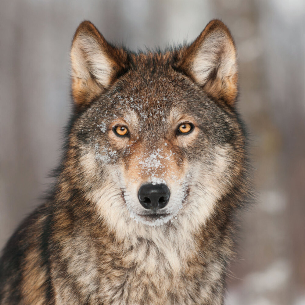 Weitere Ansicht: Wolves/Wölfe 2023