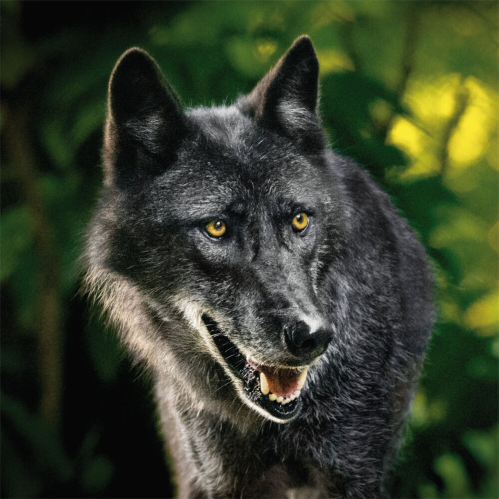 Weitere Ansicht: Wolves/Wölfe 2023