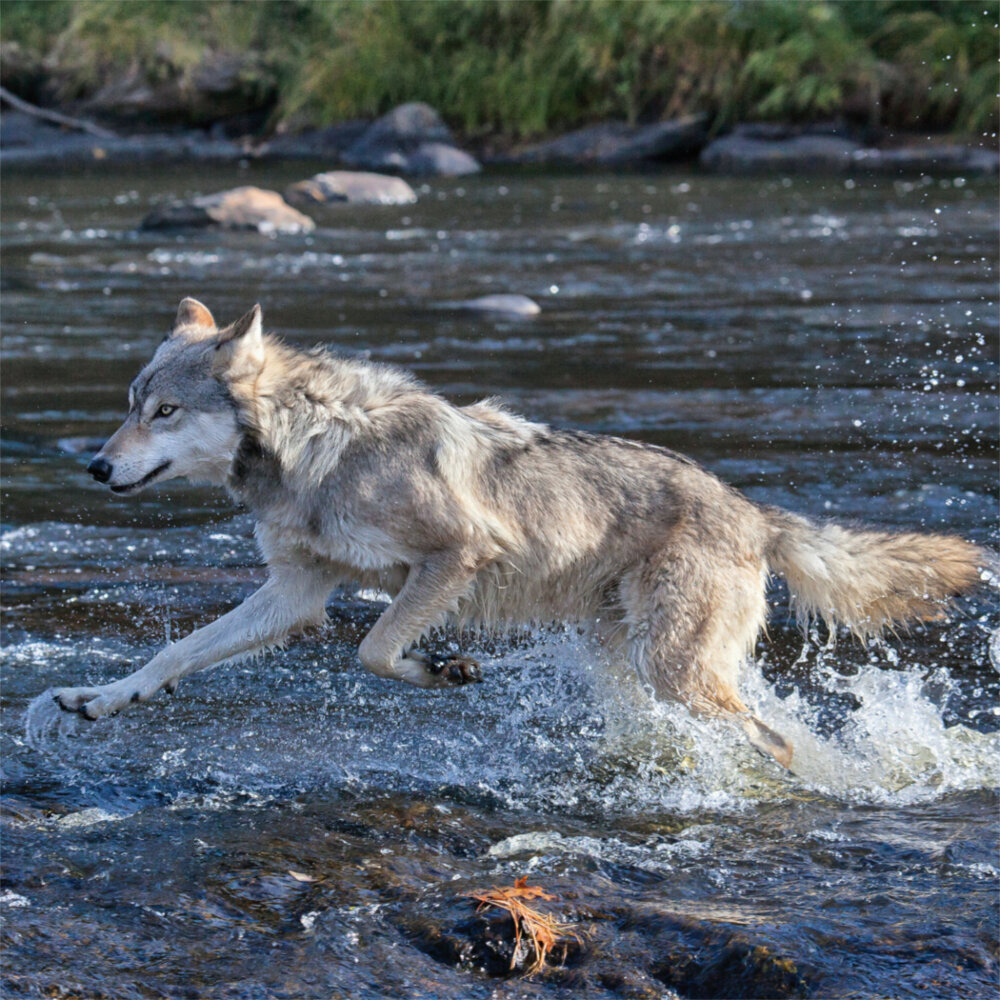 Weitere Ansicht: Wolves/Wölfe 2023