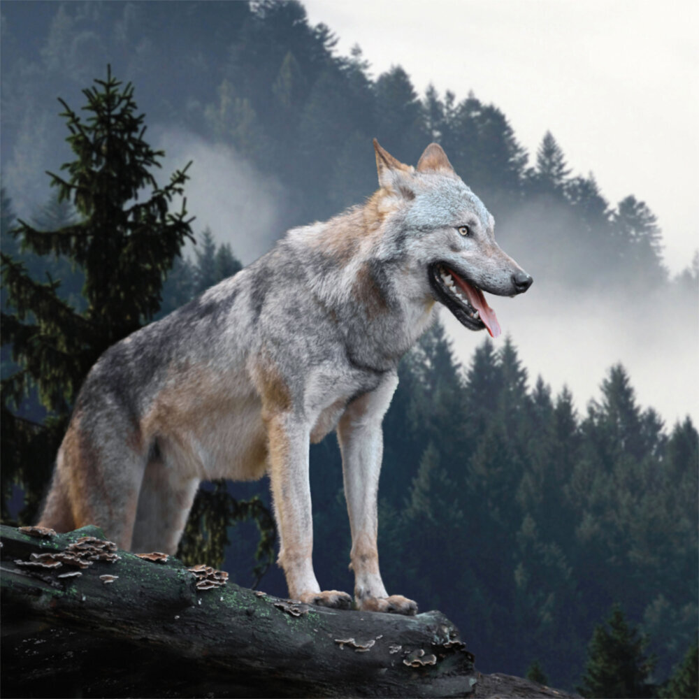 Weitere Ansicht: Wolves/Wölfe 2023