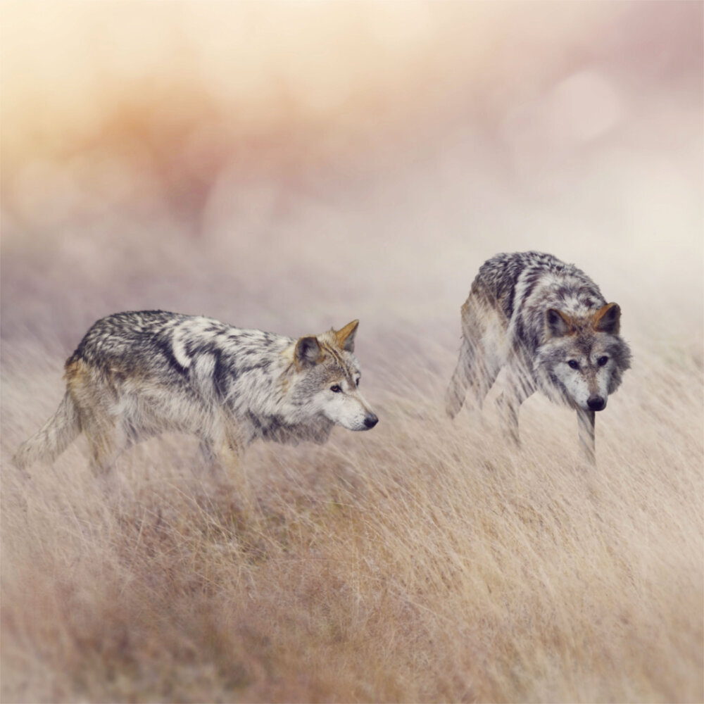 Weitere Ansicht: Wolves/Wölfe 2023