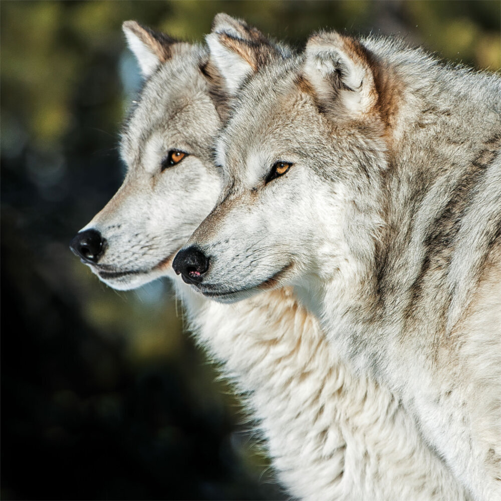 Weitere Ansicht: Wolves/Wölfe 2023