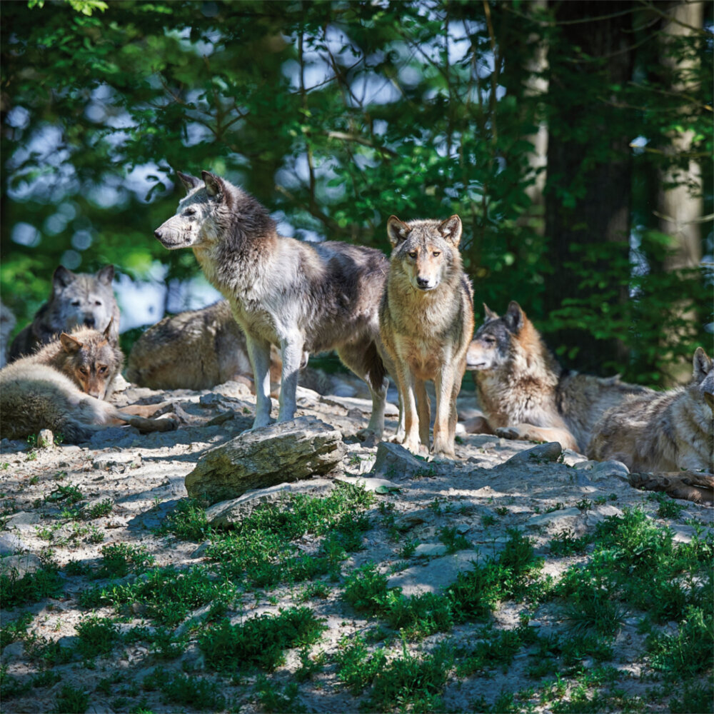 Weitere Ansicht: Wolves/Wölfe 2023