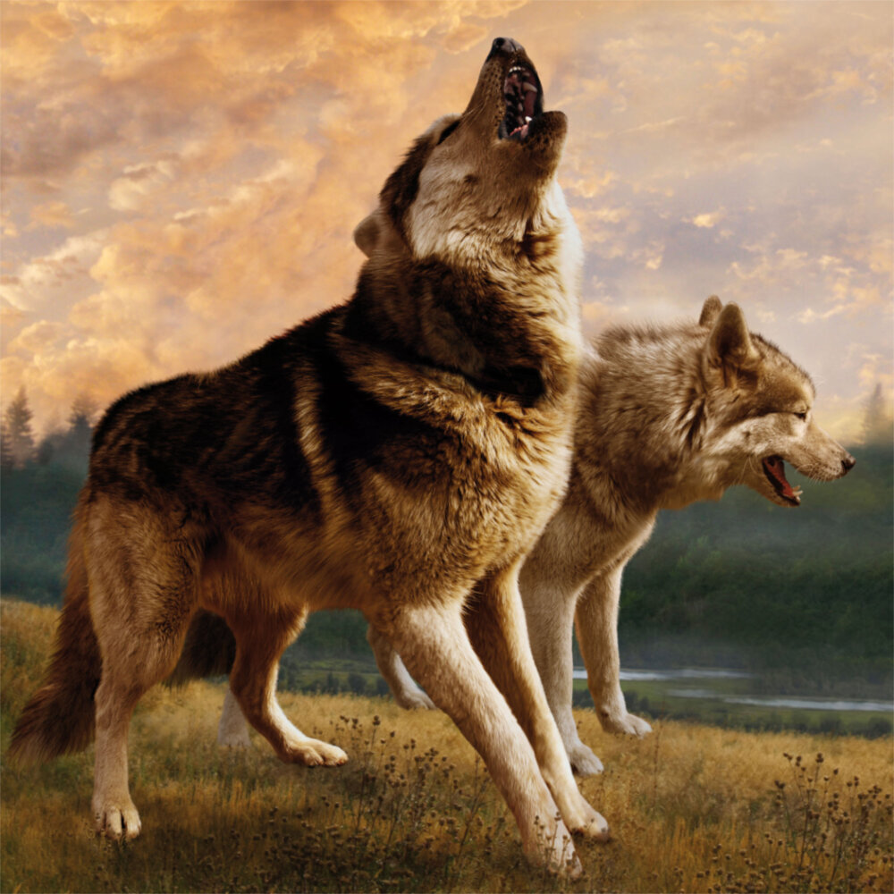 Weitere Ansicht: Wolves/Wölfe 2023