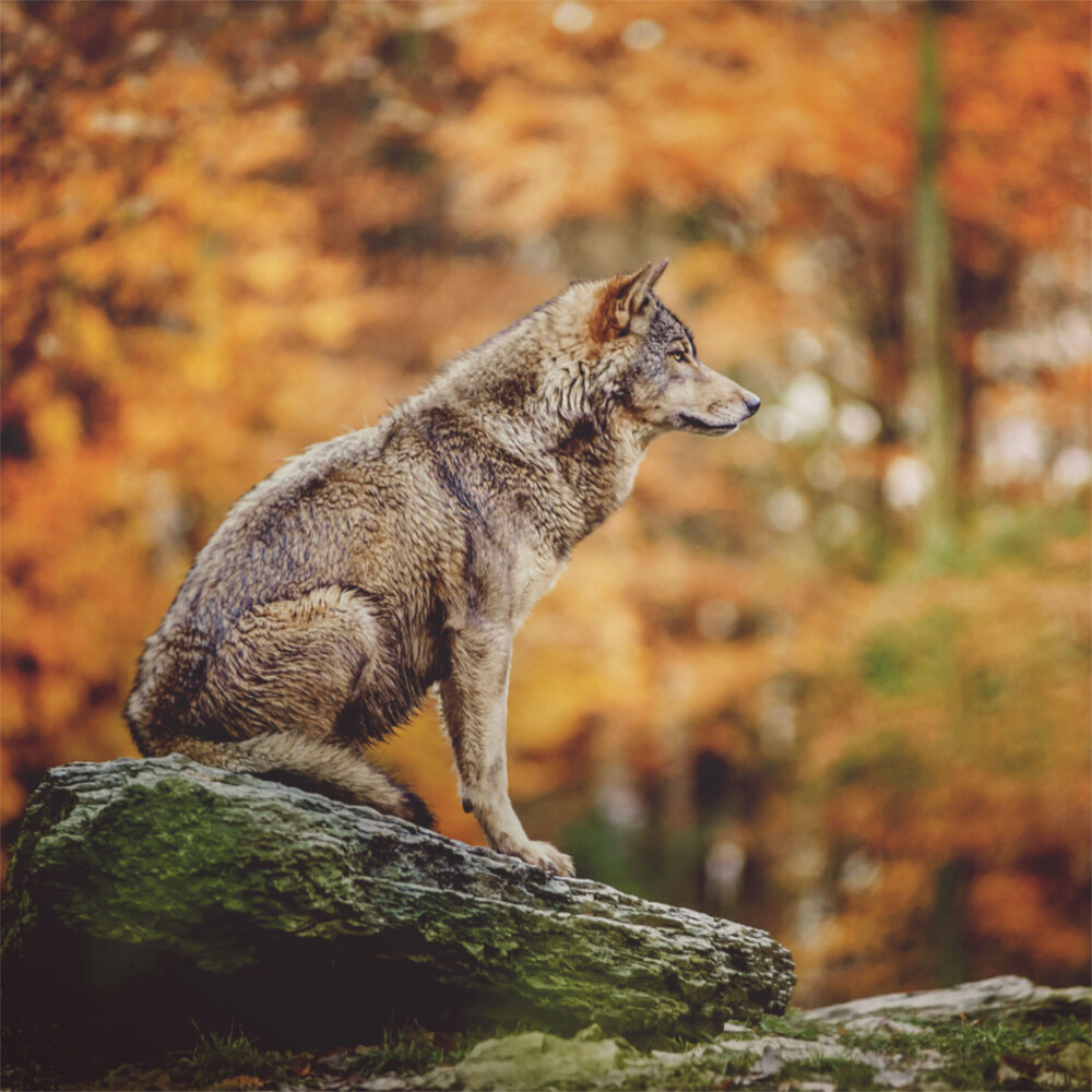 Weitere Ansicht: Wolves/Wölfe 2023