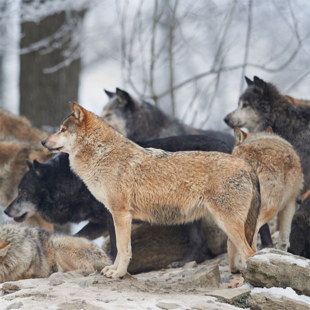 Weitere Ansicht: Wolves/Wölfe 2023