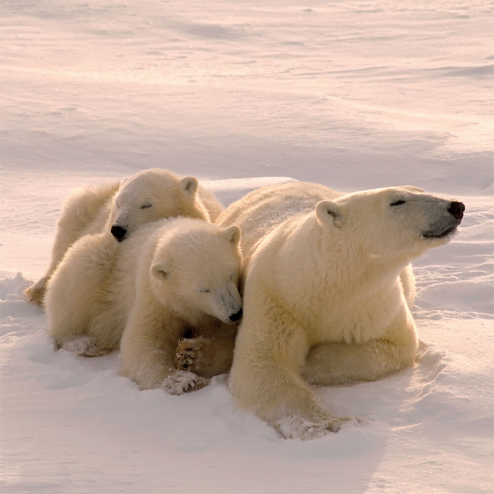 Weitere Ansicht: Polar Bears/Eisbärchen 2023