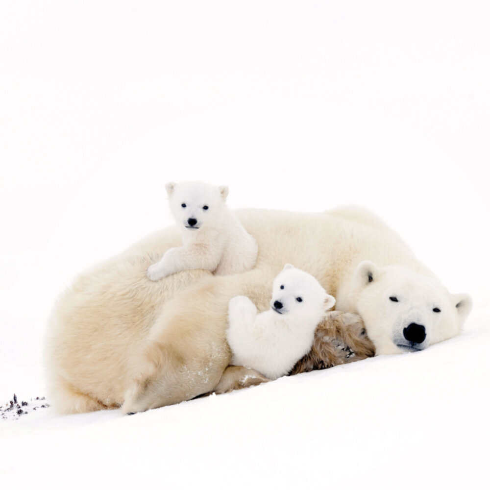 Weitere Ansicht: Polar Bears/Eisbärchen 2023