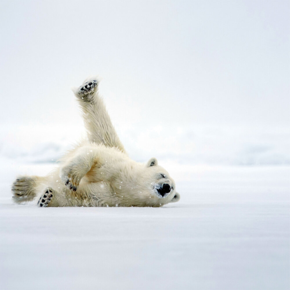 Weitere Ansicht: Polar Bears/Eisbärchen 2023