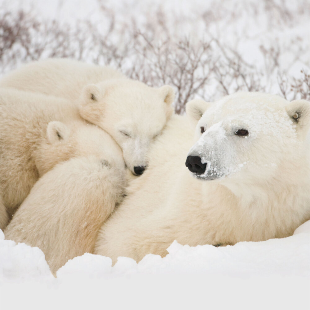 Weitere Ansicht: Polar Bears/Eisbärchen 2023