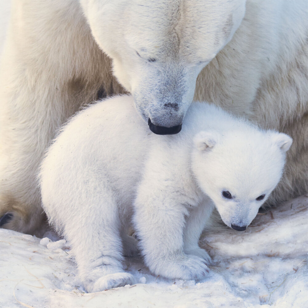 Weitere Ansicht: Polar Bears/Eisbärchen 2023