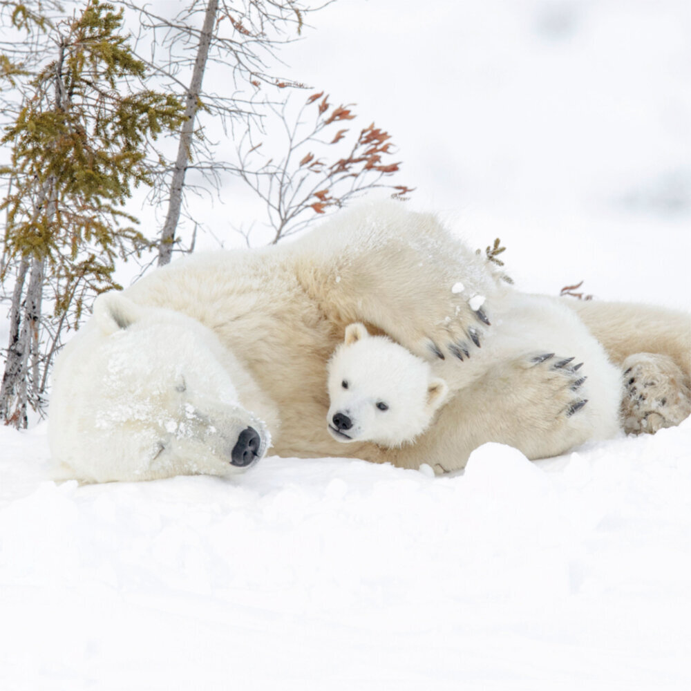 Weitere Ansicht: Polar Bears/Eisbärchen 2023