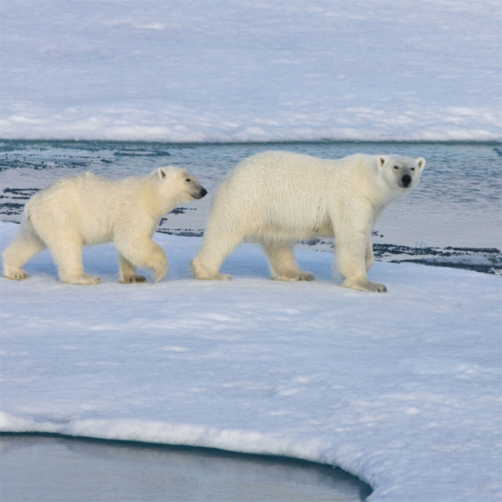 Weitere Ansicht: Polar Bears/Eisbärchen 2023