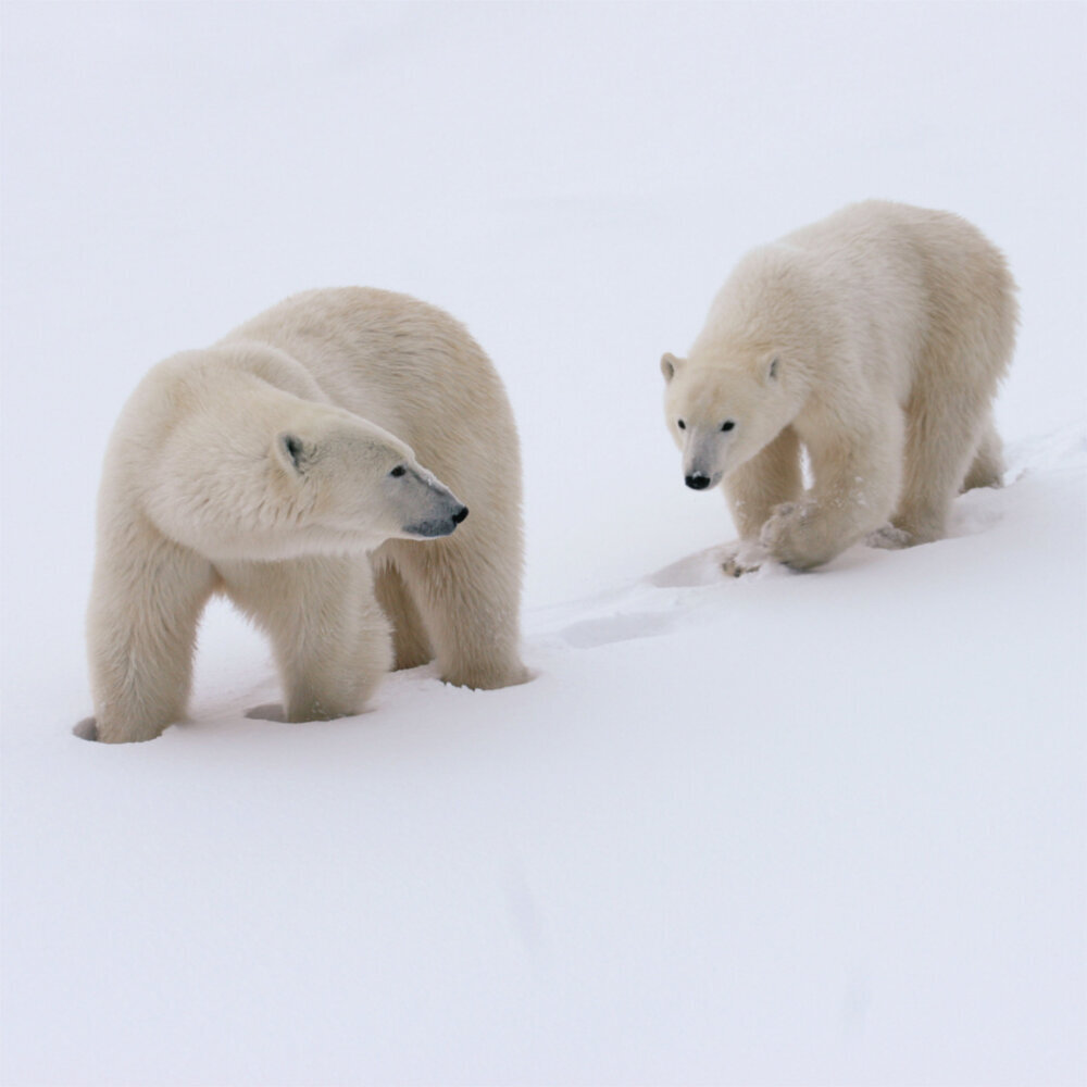 Weitere Ansicht: Polar Bears/Eisbärchen 2023