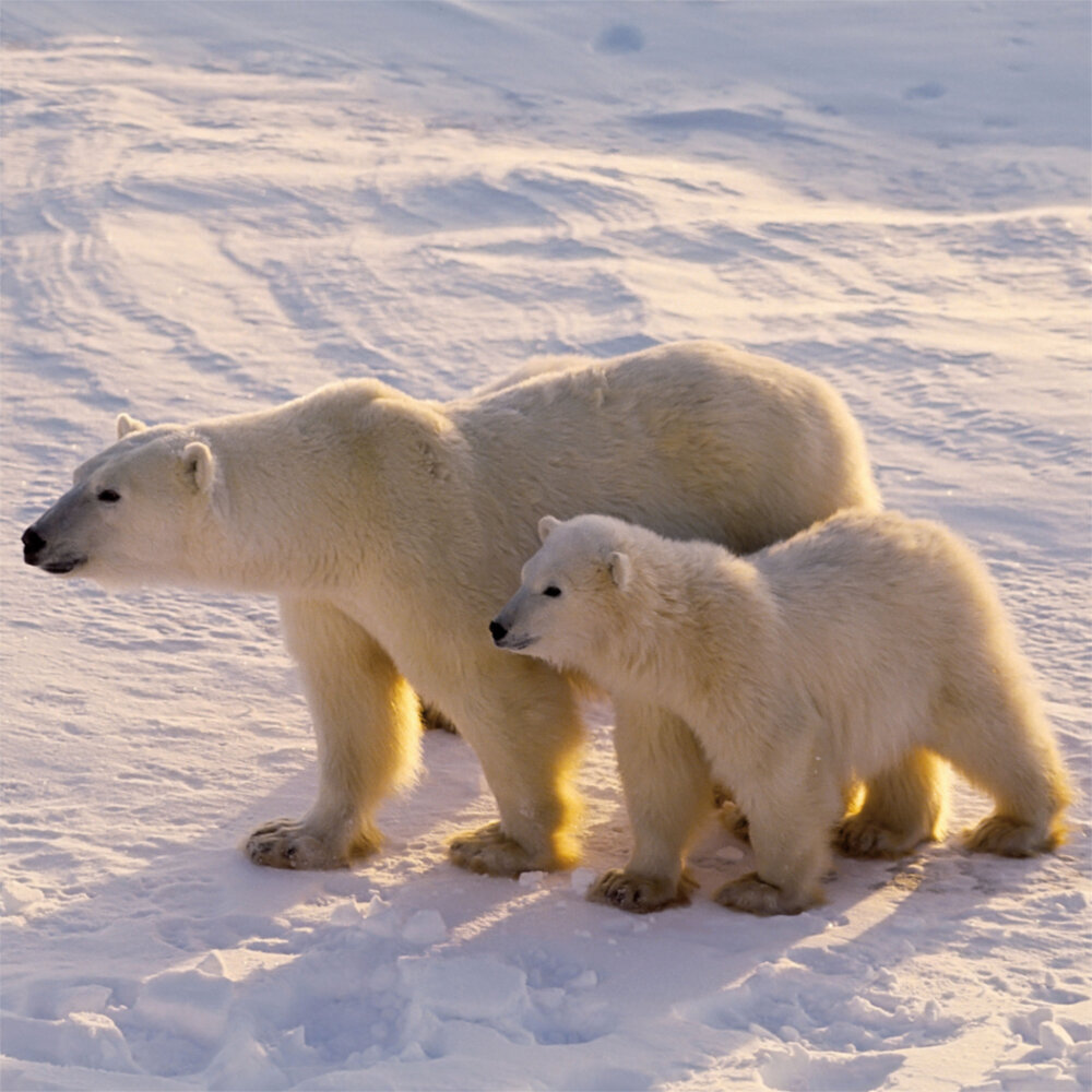 Weitere Ansicht: Polar Bears/Eisbärchen 2023
